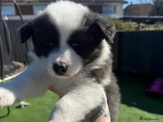 Border Collie dogs Border Collie Puppies For Sale - Advert 2
