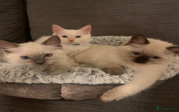 Ragdoll cats for sale: Pure Ragdoll Kittens for sale - Image 1