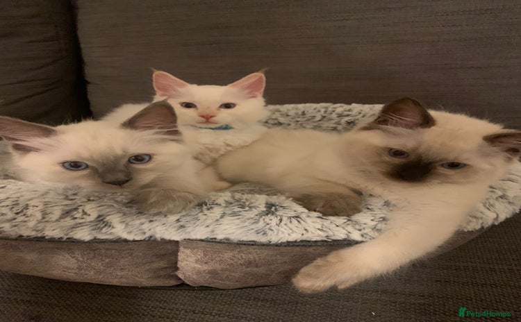 Ragdoll cats - Advert 5
