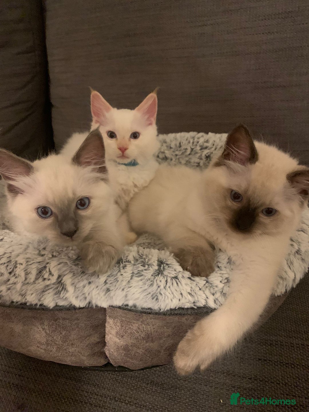 Ragdoll cats for sale: Pure Ragdoll Kittens for sale - Image 1