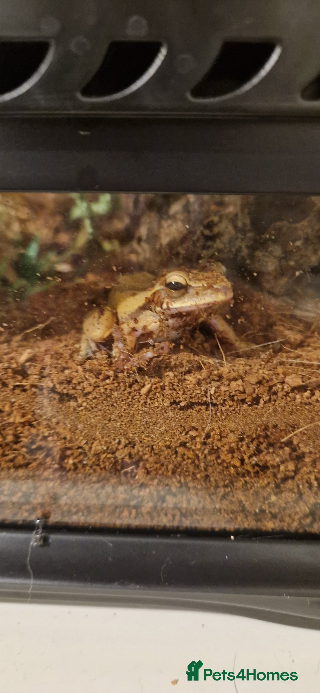Frog reptiles for sale: 3 golden tree frogs  - Advert 3