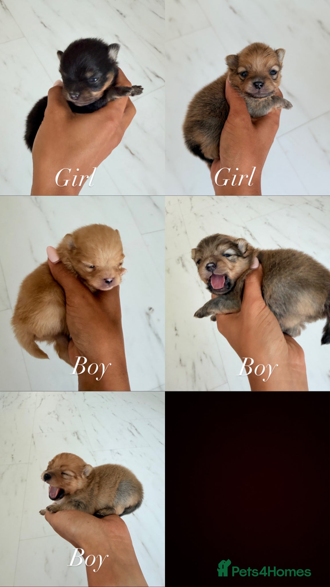 Pomeranian dogs 🫶🏽 5 BEAUTIFUL POMERANIAN PUPPIES 🫶🏽   - Advert 1