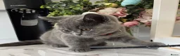 British Shorthair cats for sale: Kitten - Advert 1