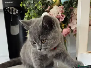 British Shorthair cats Kitten - Advert 15
