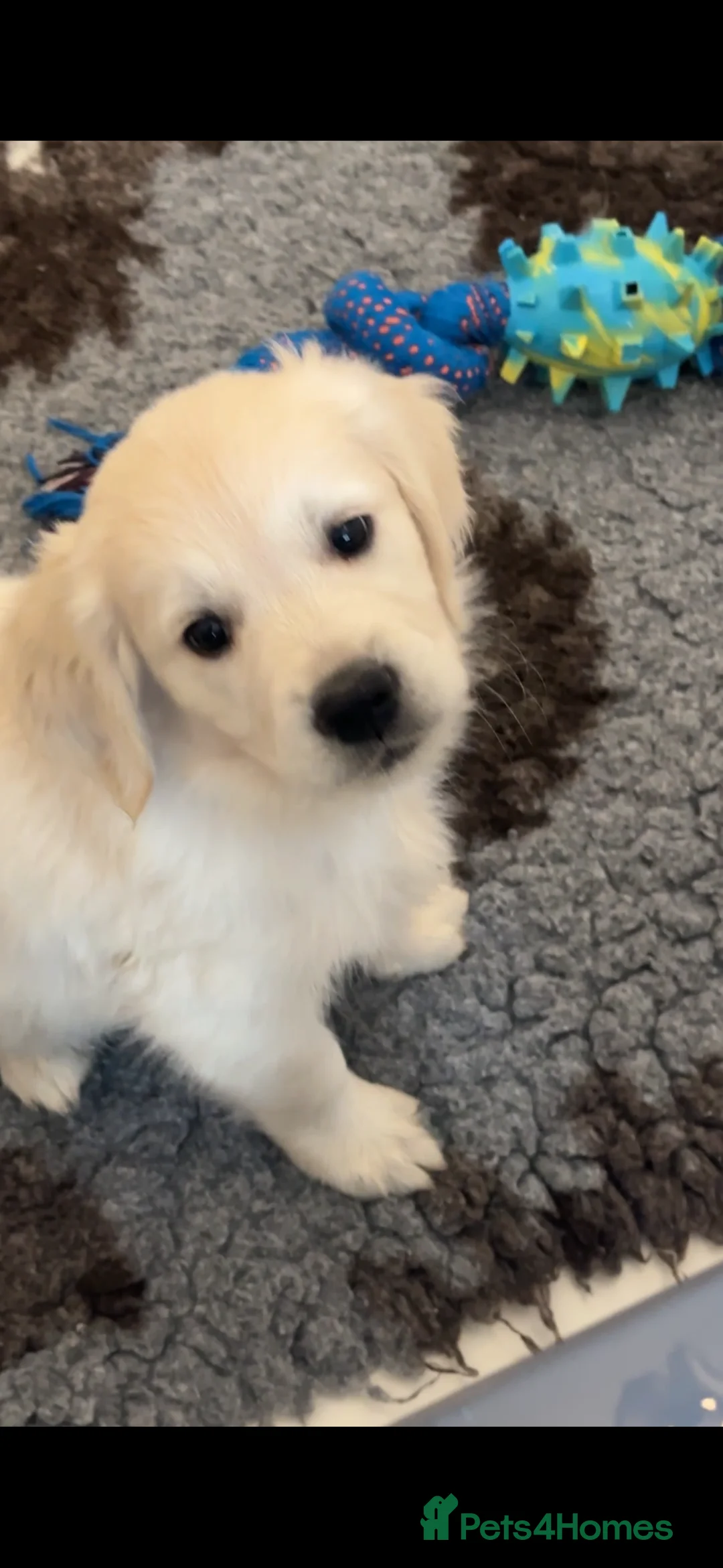 Golden Retriever dogs for sale: 1 Gril Cream Golden Retriever From Health Tested  - Advert 18
