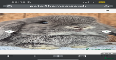 Mini Lop rabbits - Advert 6