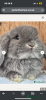 Mini Lop rabbits - Advert 6