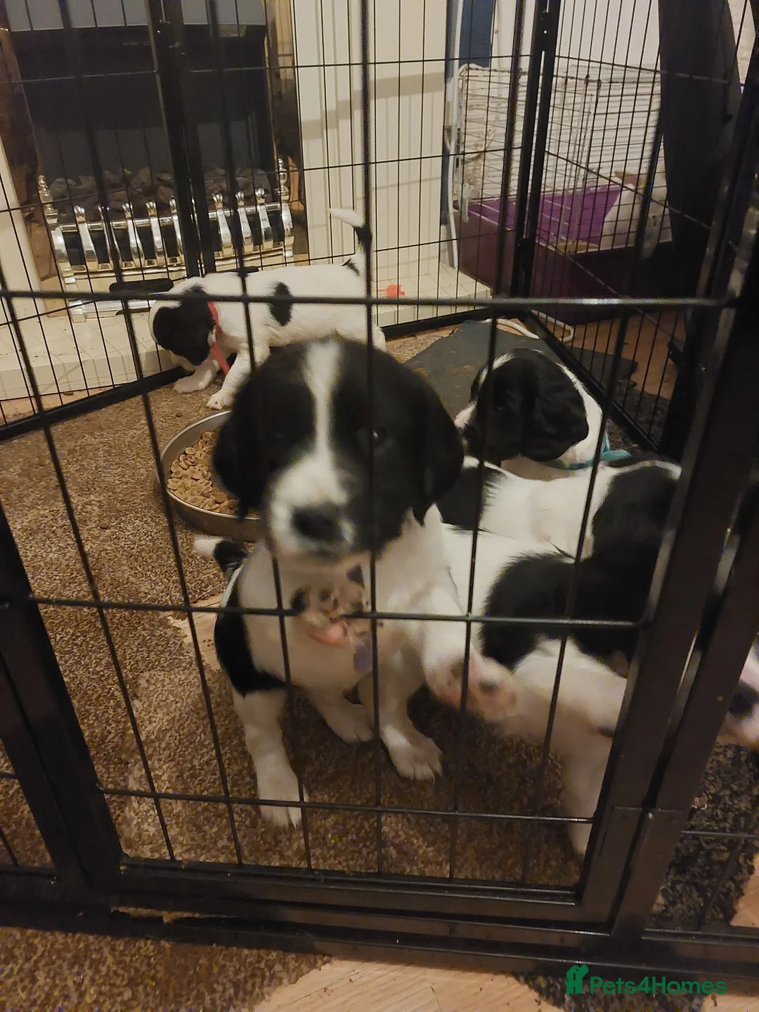English Springer Spaniel dogs for sale: English Springer Spaniel Puppies - Advert 14