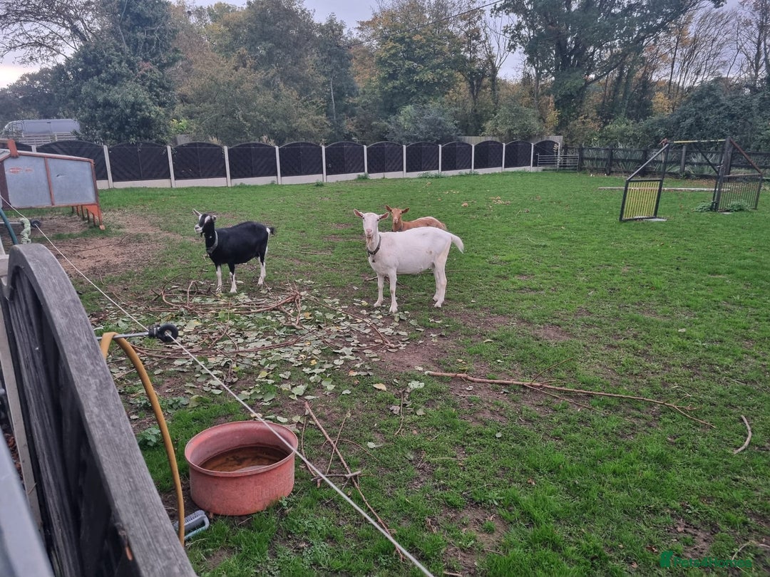 Goats livestock for sale: Registered Milking Nannies for sale CAE clear - Advert 1