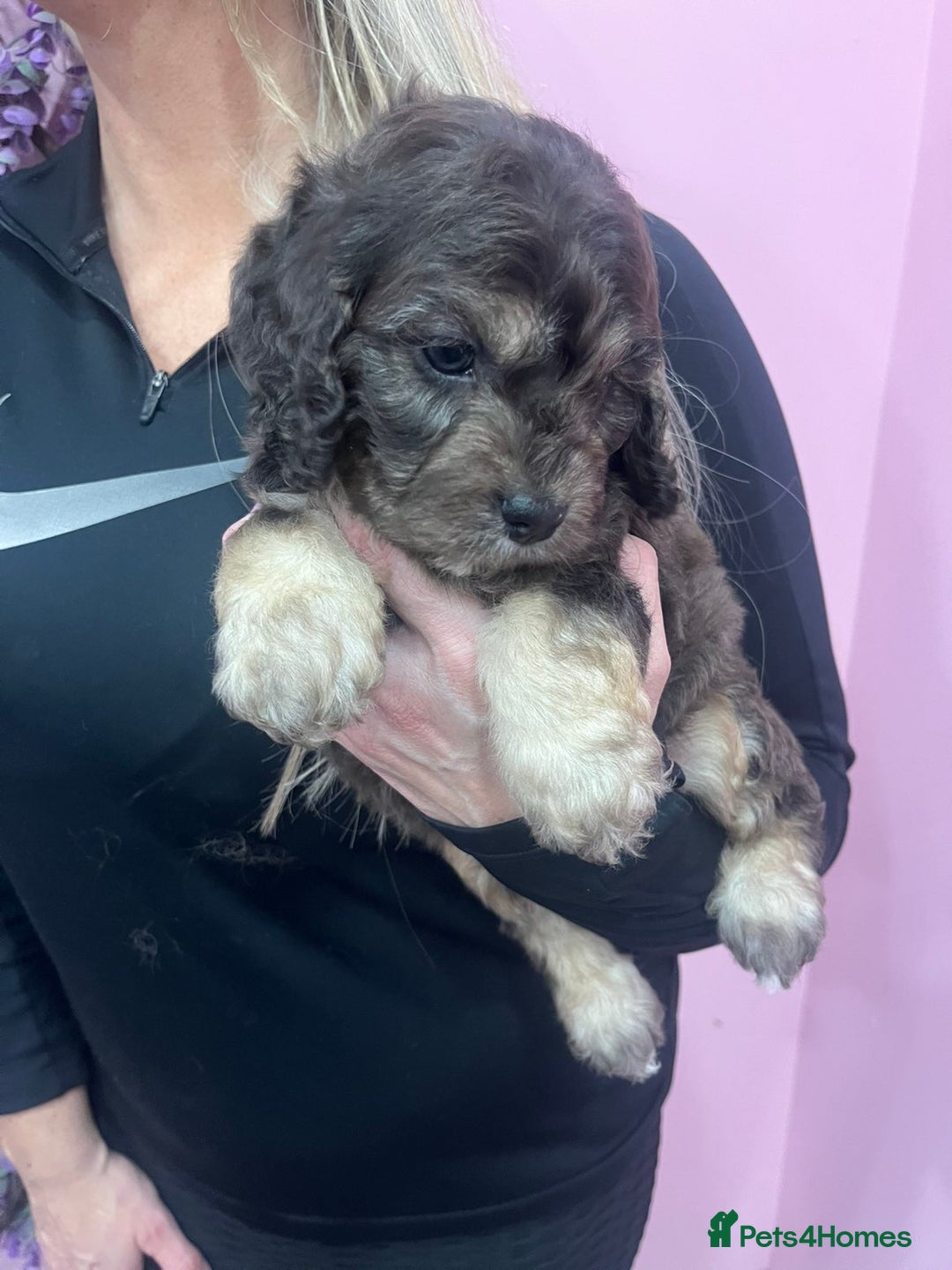 Cavapoo dogs for sale: Cavapoos f1 boys and girls  - Advert 12