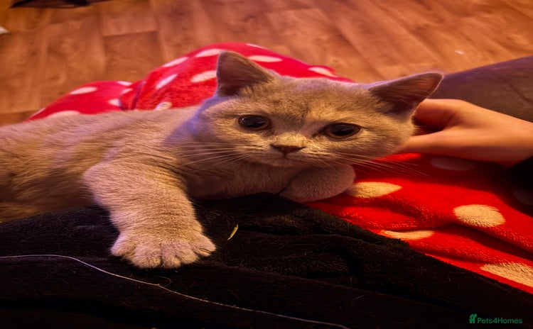 British Shorthair cats - Advert 7