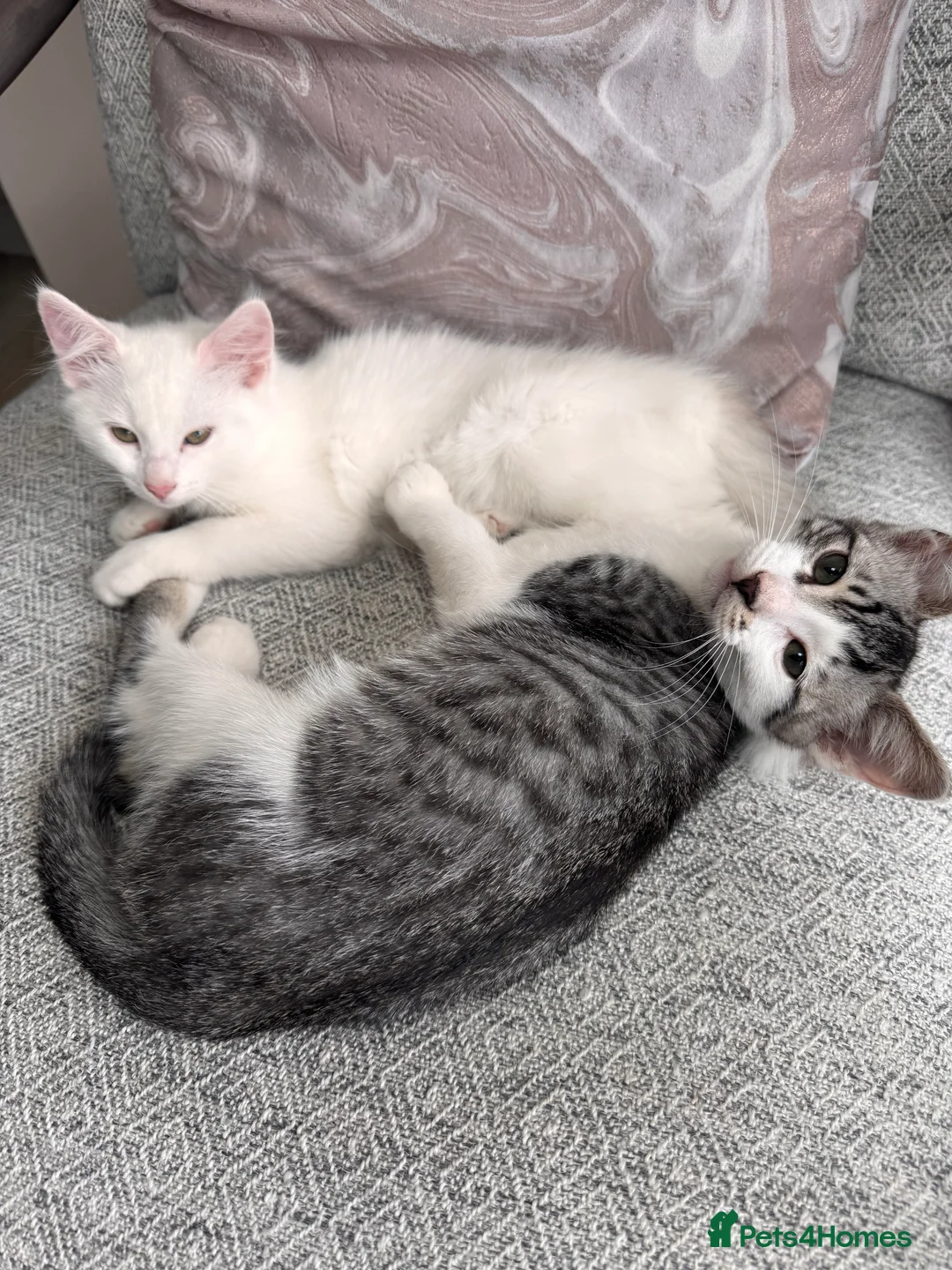 Mixed Breed cats for sale: Bengal X kittens  - Advert 2