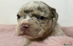 Olde English Bulldogge dogs for sale: Old English Bulldog PUPPIES 👀‼️ - Image 21