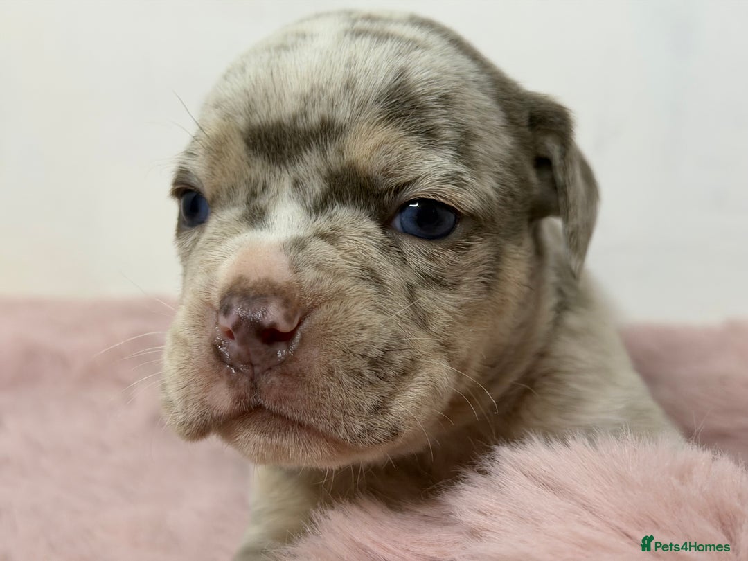 Olde English Bulldogge dogs for sale: Old English Bulldog PUPPIES 👀‼️ - Image 21