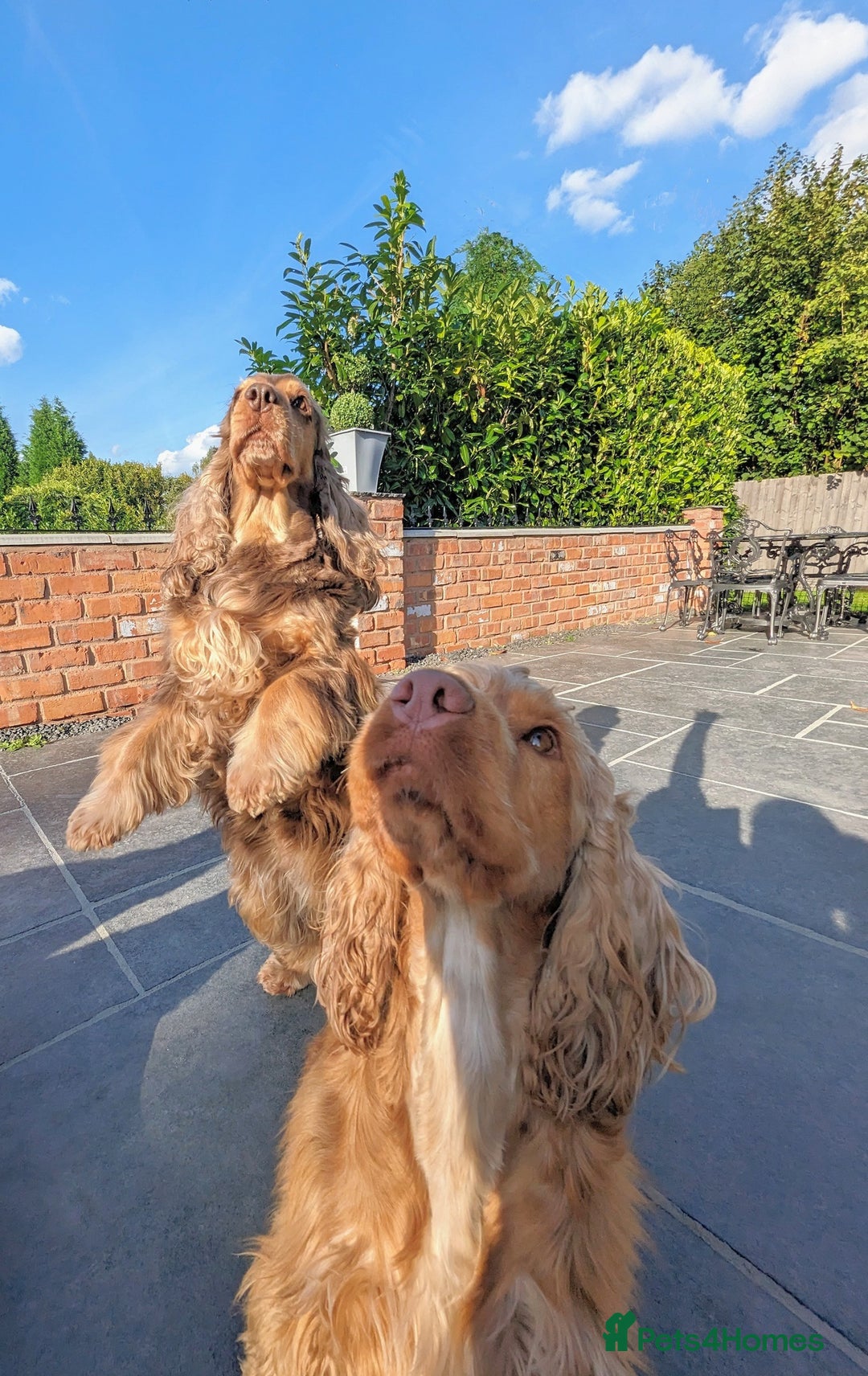 Cocker Spaniel dogs for sale: Champion bloodline sable show cocker puppies  - Image 6