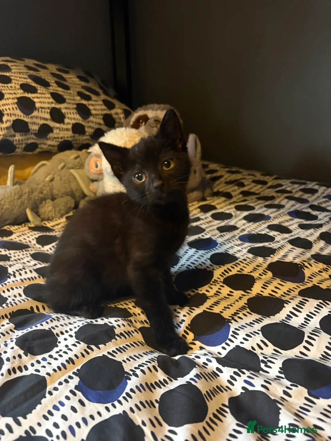 Mixed Breed cats for sale: Beautiful Kittens ready now  - Advert 3