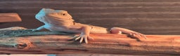 Bearded Dragon reptiles for sale: Bearded dragons  babies  - Advert 28