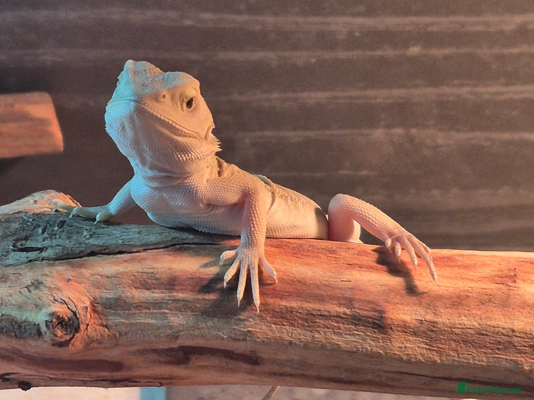 Bearded Dragon reptiles for sale: Bearded dragons  babies  - Advert 28