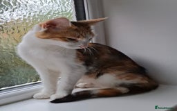 Maine Coon cats for sale: Absolutely Stunning Part Maine Coon Calico Female - Image 13