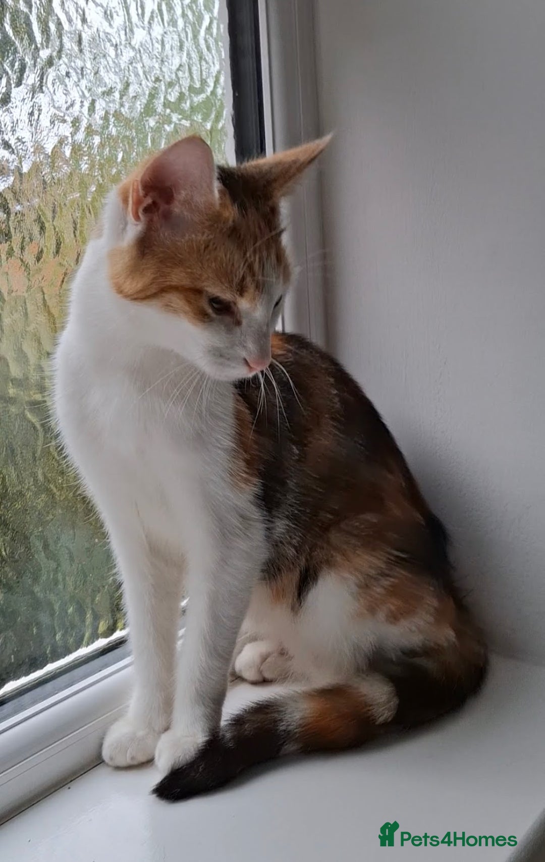 Maine Coon cats for sale: Absolutely Stunning Part Maine Coon Calico Female - Image 13