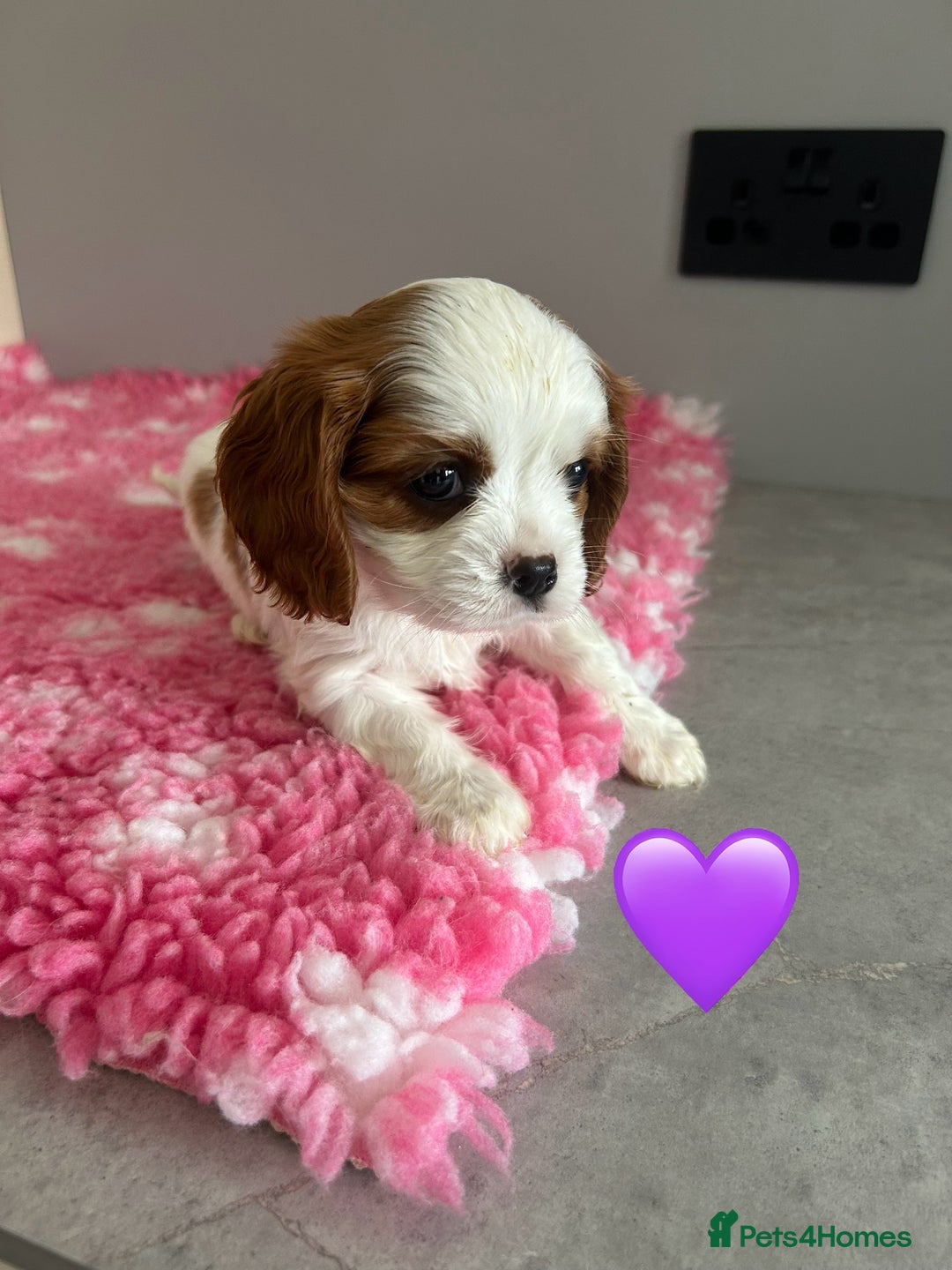 Cavalier King Charles Spaniel dogs for sale: Blenheim cavalier King Charles puppies - Image 7