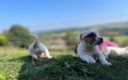 Jack Russell dogs for sale: Miniature Jack Russell terrier puppies  - Image 20