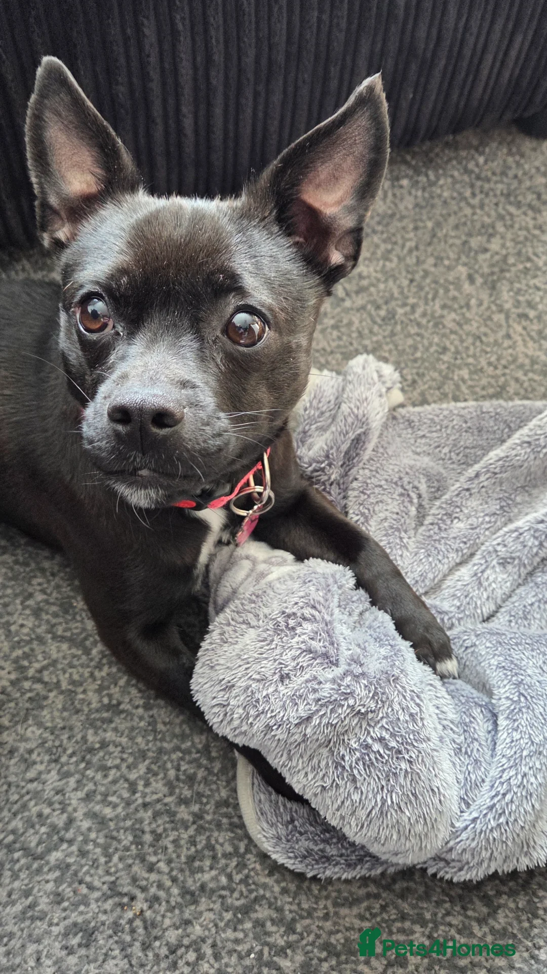 Mixed Breed dogs for sale: 1.5 year female Chi x Patterdale  in Doncaster - Advert 3