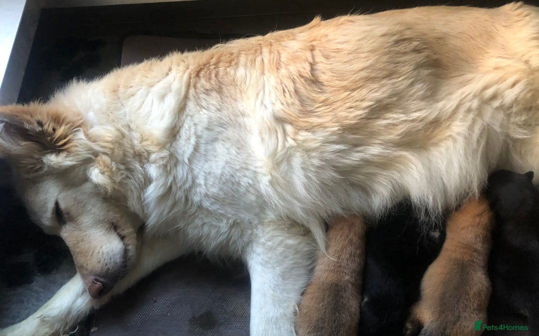 German Shepherd dogs for sale: Kc straight back puppys - Advert 1