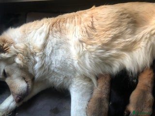 German Shepherd dogs Kc straight back puppys - Advert 1