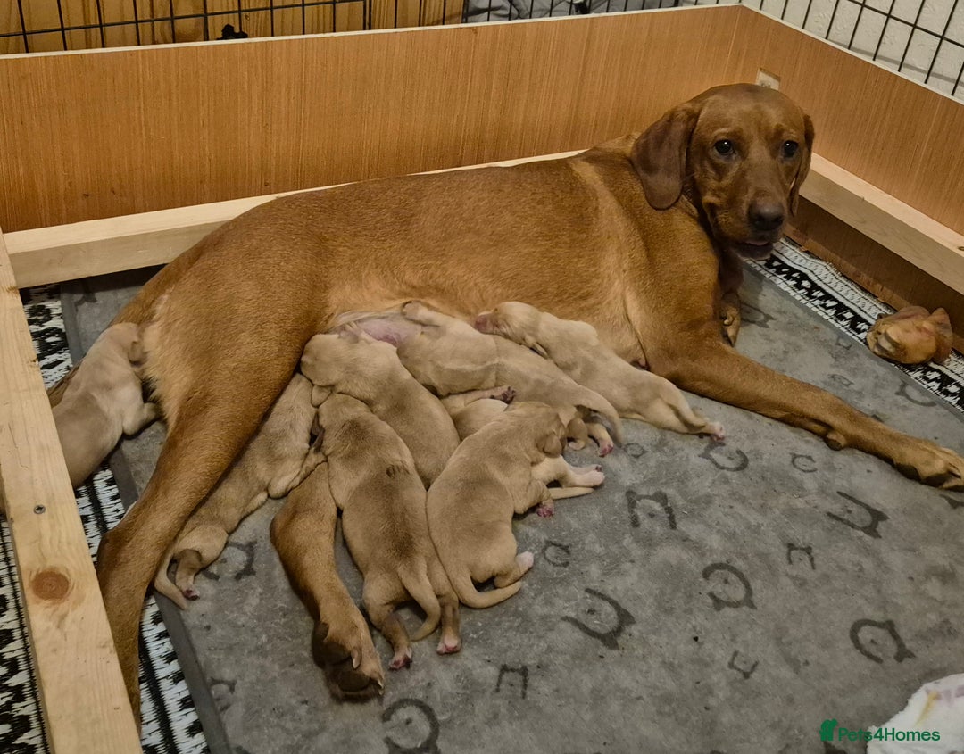 Labrador Retriever dogs for sale: Kc registered fox red puppies champion bloodlines  - Advert 13