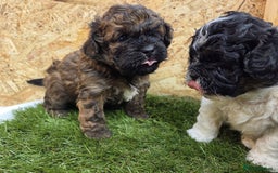 Shihpoo dogs for sale: F2 shihpoo puppies. - Image 17