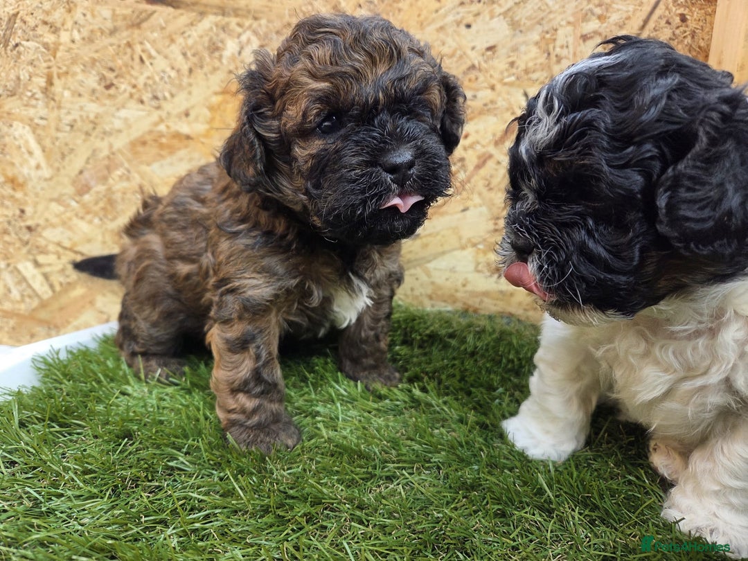 Shihpoo dogs for sale: F2 shihpoo puppies. - Image 17