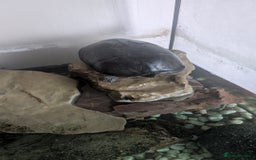 Turtle reptiles for sale: Musk Turtle and setup  - Image 5