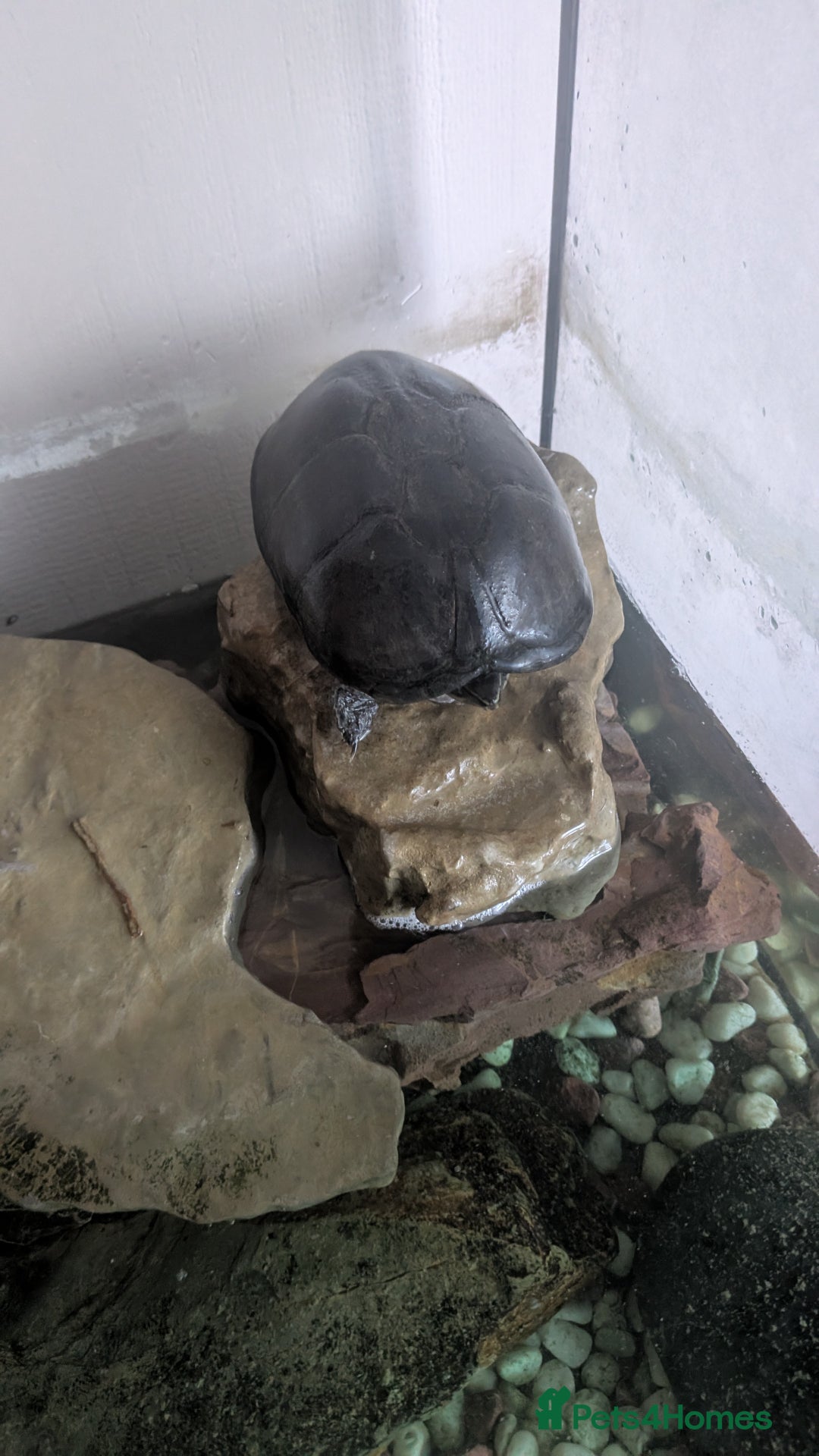 Turtle reptiles for sale: Musk Turtle and setup  - Image 5