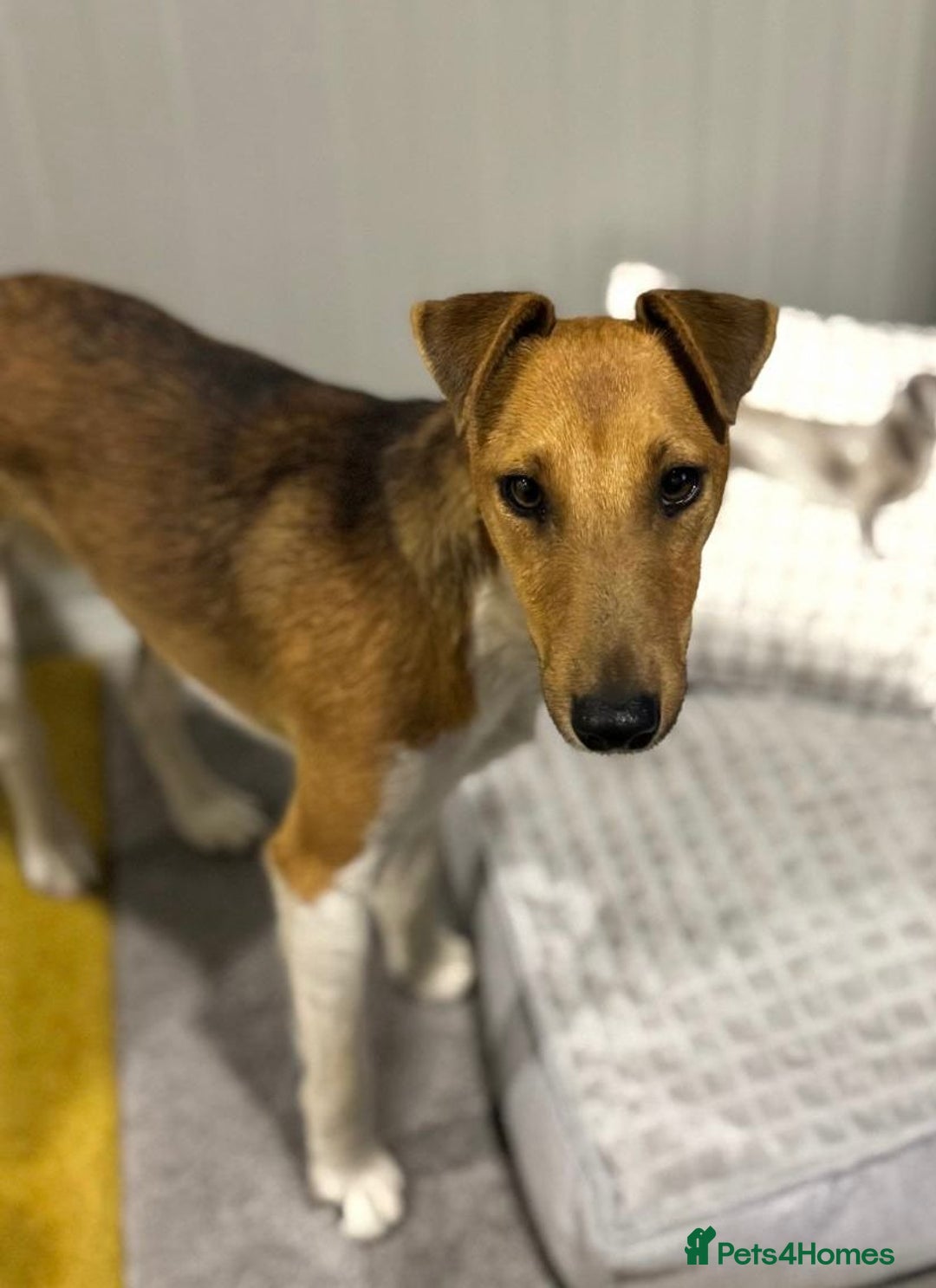 Fox Terrier dogs for adoption: Beautiful Rusty needs a home - Image 2