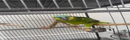 Parrots birds for sale: Blue fronted Amazon - Advert 2