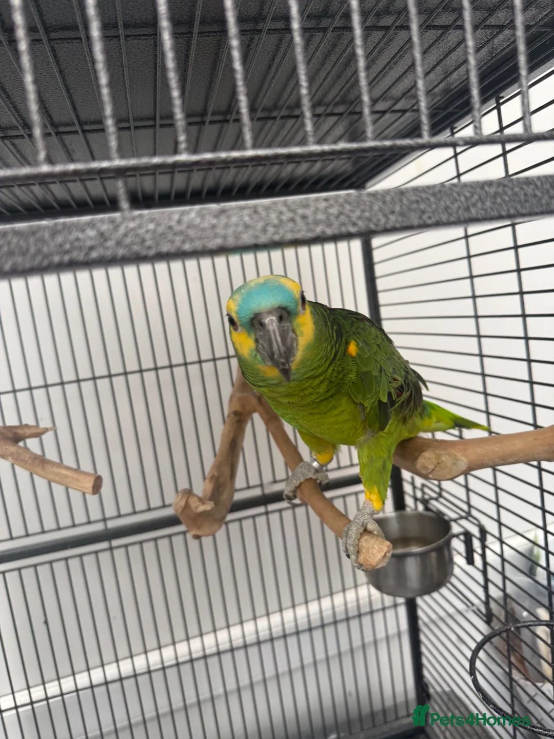 Parrots birds for sale: Blue fronted Amazon - Advert 2