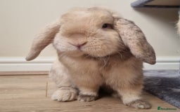 Mini Lop rabbits for sale: Male mini lop needs a new home 🏡  - Image 2
