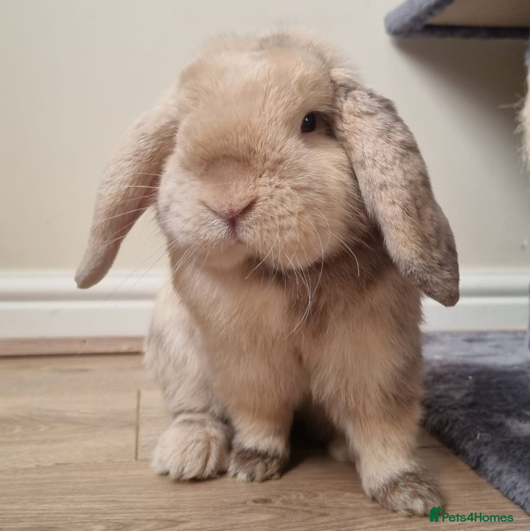 Mini Lop rabbits for sale: Male mini lop needs a new home 🏡  - Image 2