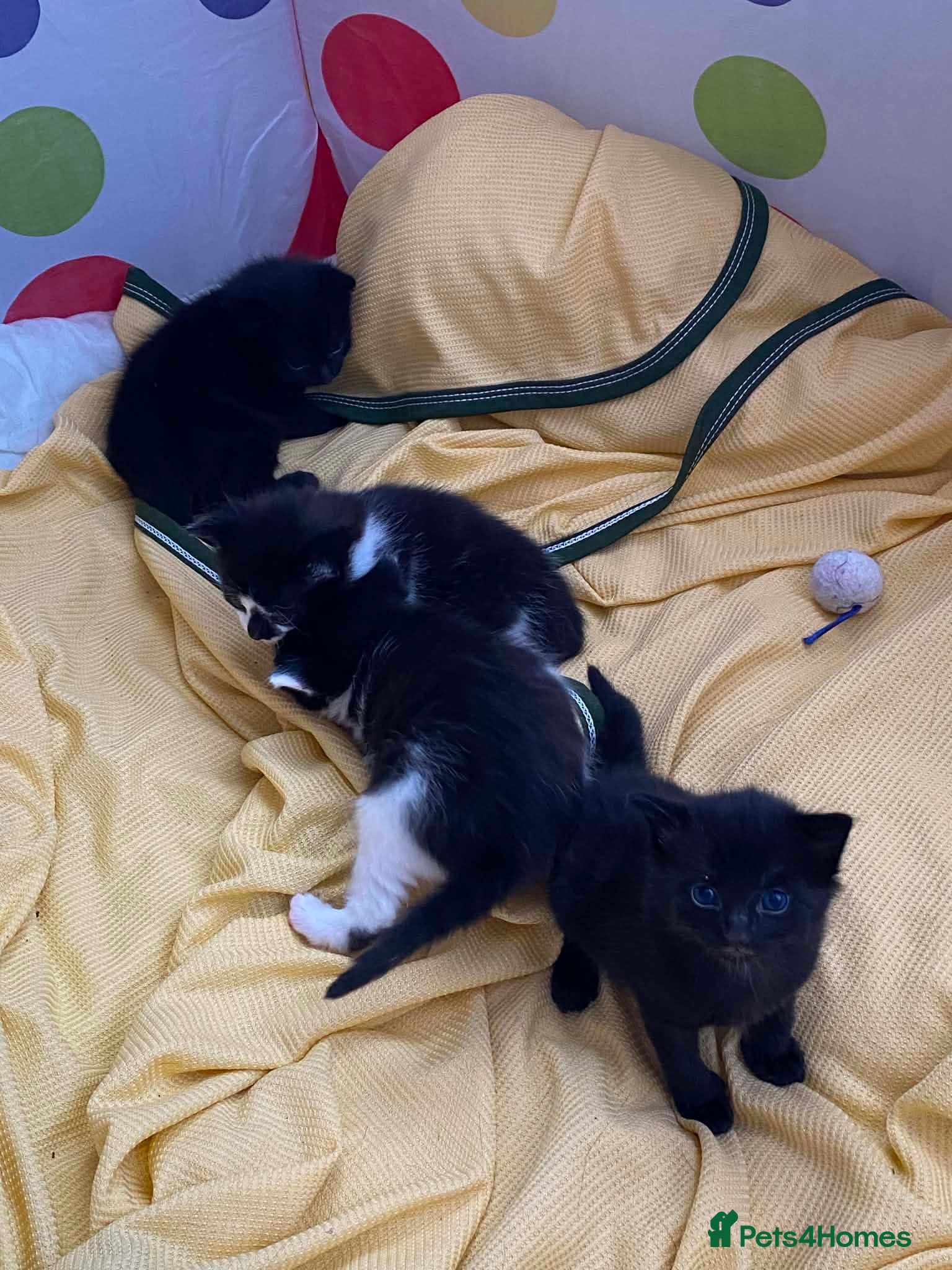 Domestic Shorthair cats Adorable kittens looking for their forever homes! - Advert 4
