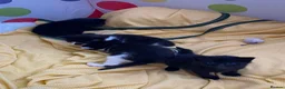 Domestic Shorthair cats for sale: Adorable kittens looking for their forever homes! in London - Advert 1