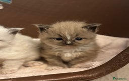 Ragdoll cats for sale: 3 beautiful ragdolls - Image 11