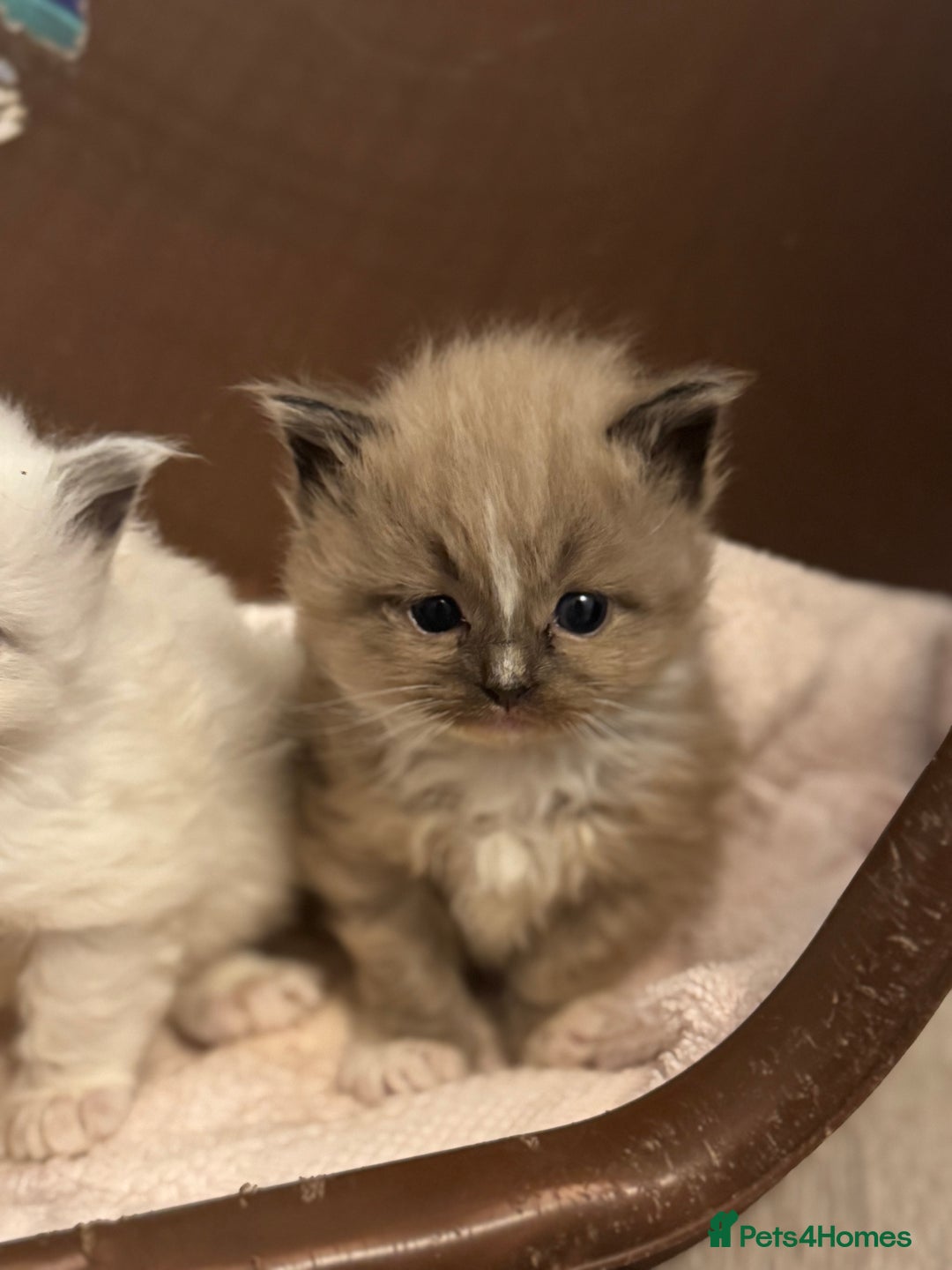 Ragdoll cats for sale: 3 beautiful ragdolls - Image 11