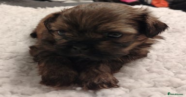 Shih Tzu dogs - Advert 2