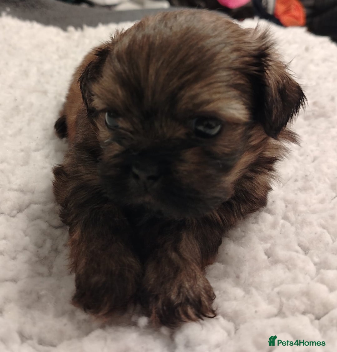 Shih Tzu dogs for sale: Shih tzu  - Image 2