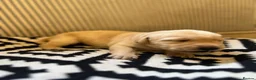 Labrador Retriever dogs for sale: 2 Red Fox Boys, Yellow Boy & Pale Yellow Girl - Advert 21
