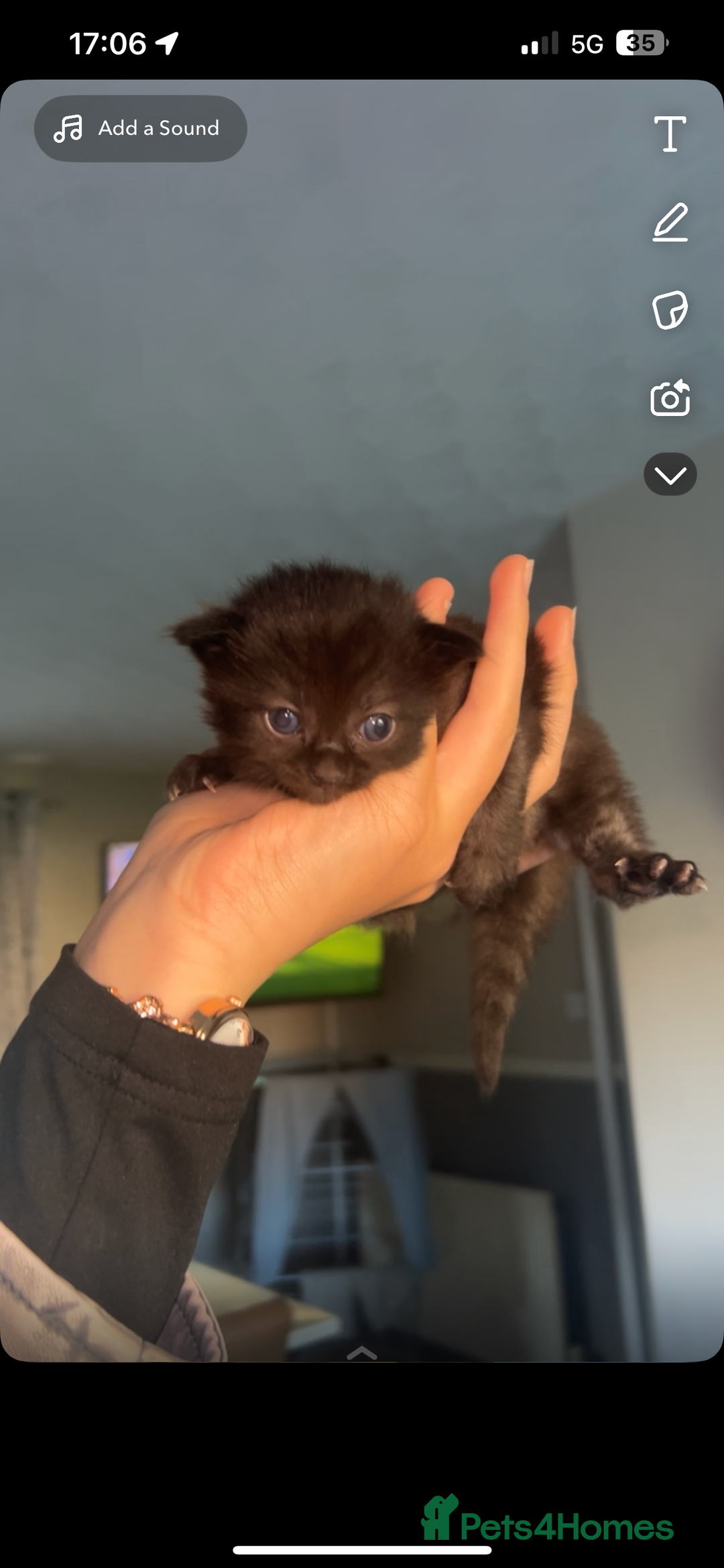 Mixed Breed cats for sale: Mixed kittens  - Image 4