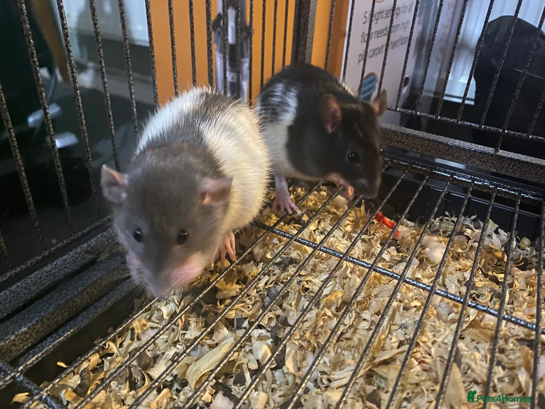 Rat rodents for sale: 2 male rats  - Advert 3