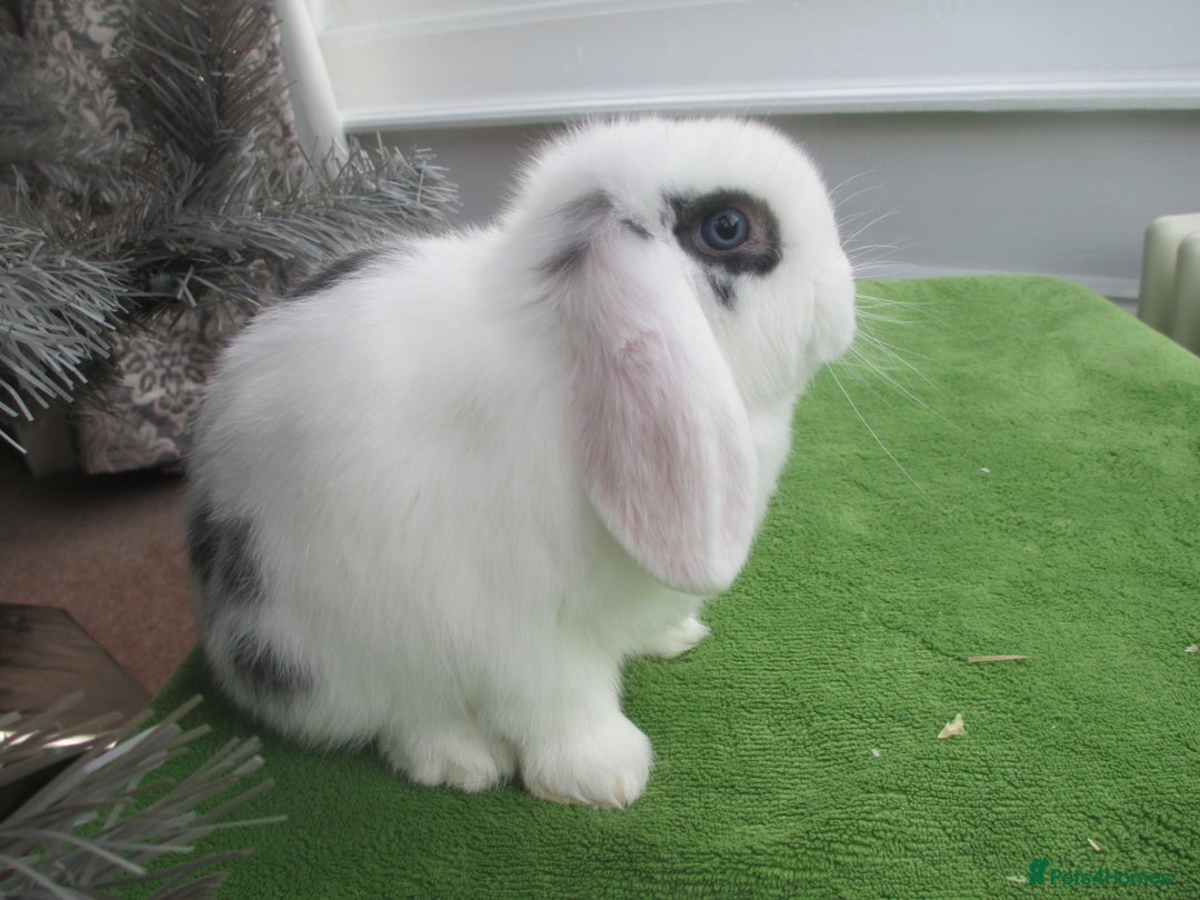 Mini Lop rabbits for sale: Baby Mini Lops - Advert 9