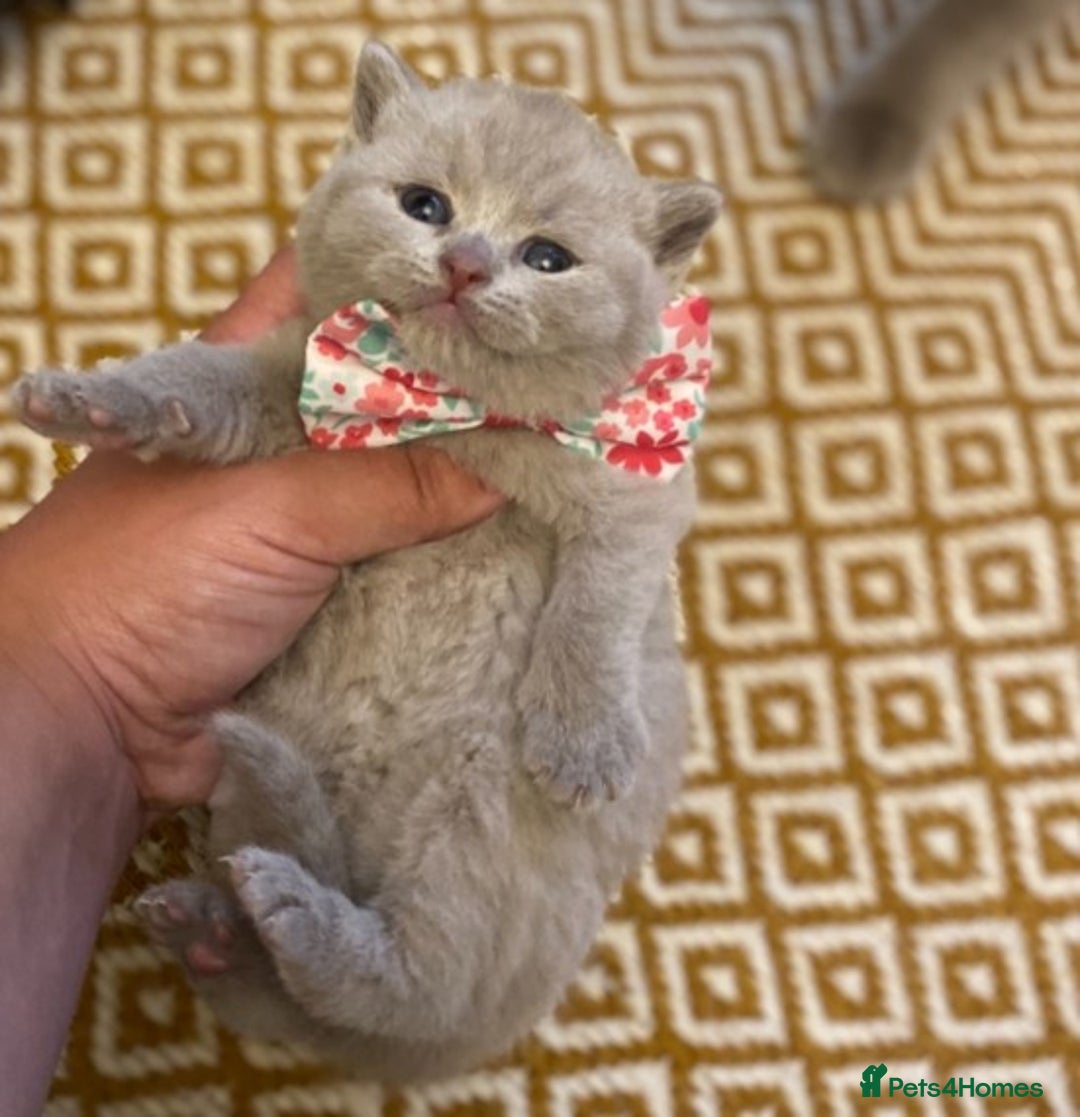 British Shorthair cats for stud: GCCF/ TICA British shorthair stud in Wakefield - Advert 4